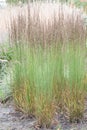 Purple moor-grass, Molinia caerulea Moorhexe, bunches of grass Royalty Free Stock Photo